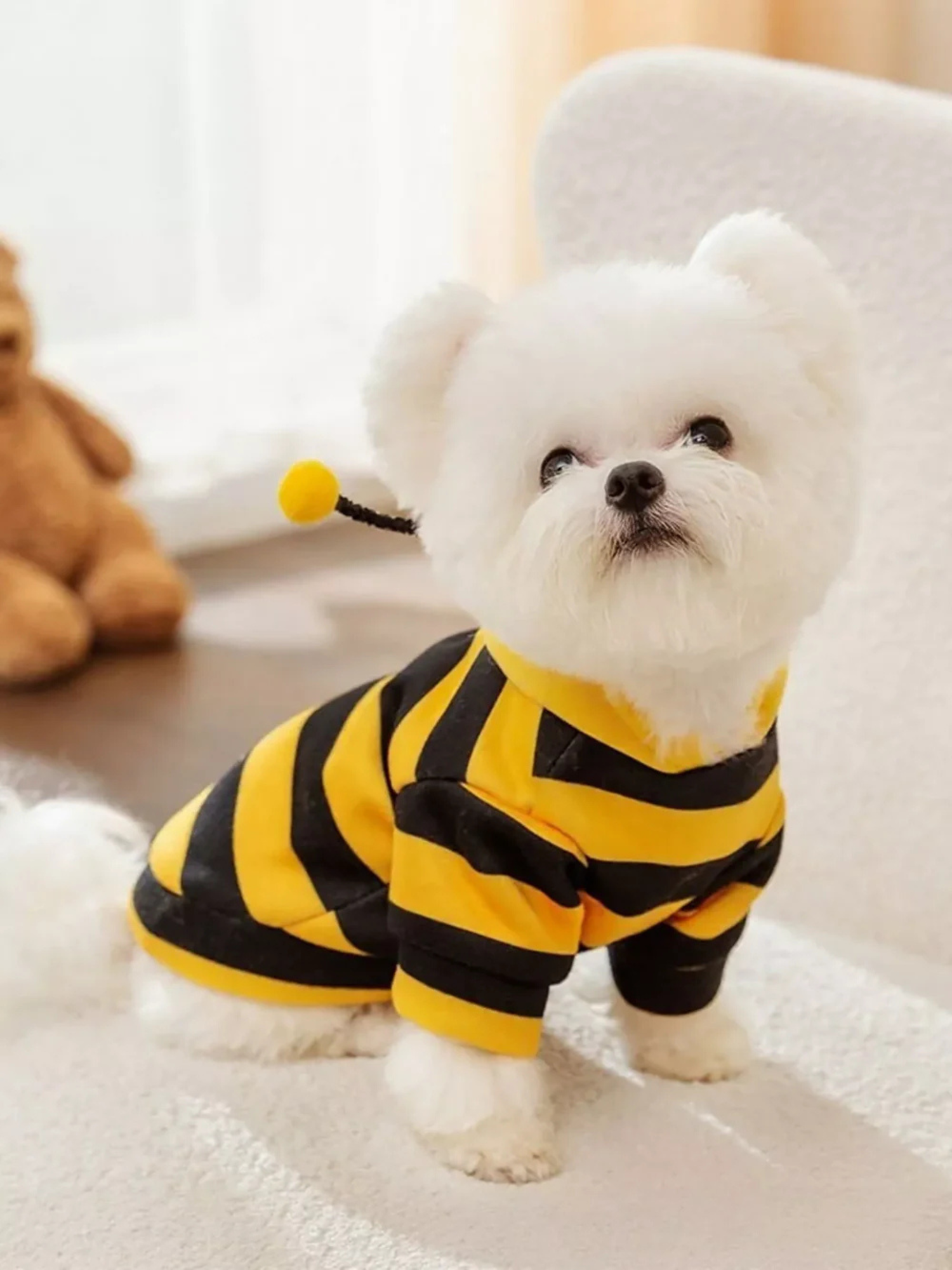 Pet Clothing & Costumes